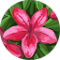 Greta Bissaro Avatar